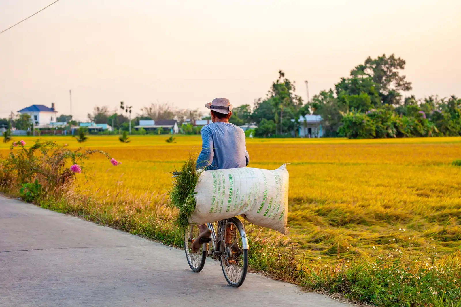 A farmer rides a bicycle through rice fields under a vibrant setting sun.