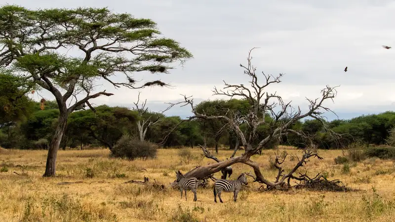 A scenic view of zebras amongst acacia trees in the Serengeti savannah, abundant with wildlife.